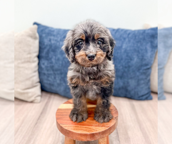 Medium Photo #3 Bernedoodle (Miniature) Puppy For Sale in DUNDEE, OH, USA