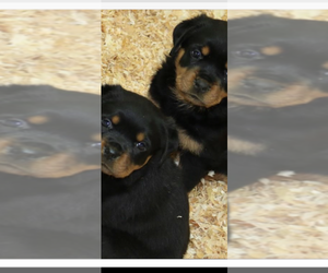 Cavalier King Charles Spaniel Puppy for sale in HICKORY VALLEY, TN, USA