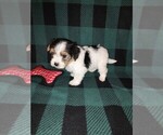 Small #3 Morkie