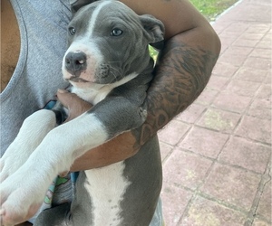 American Bully Puppy for sale in HOMESTEAD, FL, USA