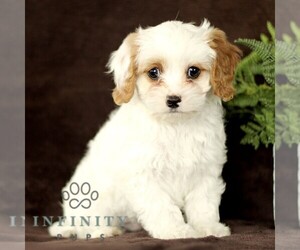 Cavapoo Puppy for sale in BIRD IN HAND, PA, USA