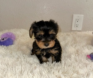 Yorkshire Terrier Puppy for sale in WEBSTER, FL, USA