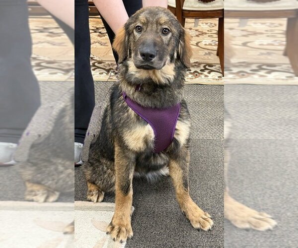 Medium Photo #2 Great Pyrenees-Unknown Mix Puppy For Sale in Mundelein, IL, USA