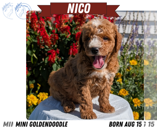 Medium Photo #8 Goldendoodle (Miniature) Puppy For Sale in GOSHEN, IN, USA
