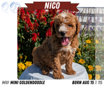 Small #7 Goldendoodle (Miniature)