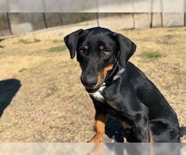 Medium Photo #3 Doberman Pinscher-Unknown Mix Puppy For Sale in Temple, TX, USA