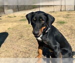 Small #2 Doberman Pinscher Mix