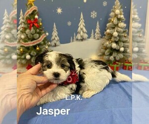 Morkie Puppy for sale in WINNSBORO, LA, USA