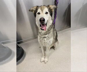 Medium Alaskan Malamute-Huskies  Mix