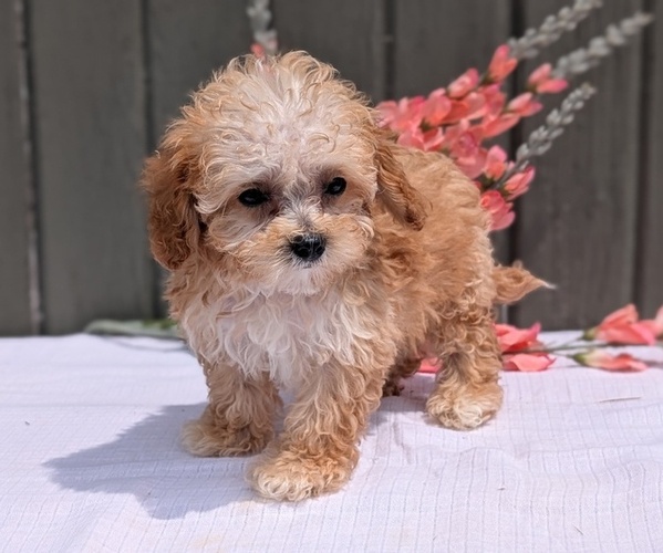 Medium Photo #2 Poodle (Miniature) Puppy For Sale in GOSHEN, IN, USA