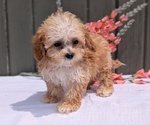 Small #1 Poodle (Miniature)