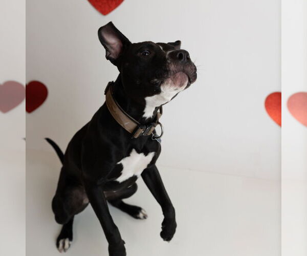 Medium Photo #12 American Pit Bull Terrier Puppy For Sale in Fargo, ND, USA