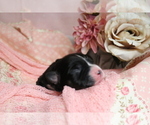 Small Photo #2 Australian Shepherd Puppy For Sale in STAFFORD, VA, USA