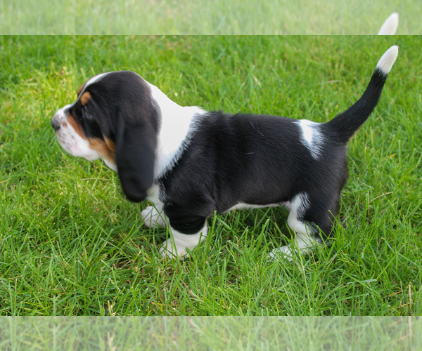 Medium Photo #8 Basset Hound Puppy For Sale in FREMONT, NE, USA