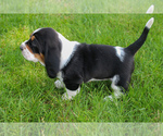 Small #7 Basset Hound