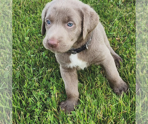 Labrador Retriever Puppy for sale in SHELBYVILLE, IN, USA