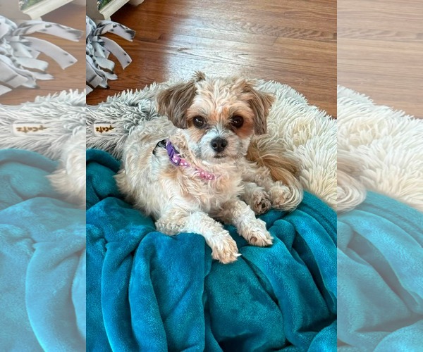 Medium Photo #3 Maltese Puppy For Sale in Menifee, CA, USA