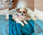 Small #2 Maltese