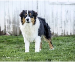 Father of the Australian Shepherd puppies born on 01/08/2021