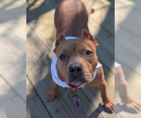 Medium Photo #5 Mutt Puppy For Sale in Virginia Beach, VA, USA