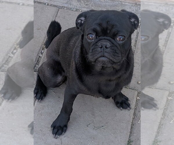 Medium Photo #1 Pug-Unknown Mix Puppy For Sale in San Bernardino, CA, USA