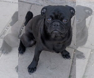 Pug-Unknown Mix Dogs for adoption in San Bernardino, CA, USA