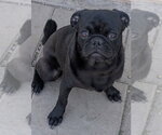 Miles - Male Pug-Unknown Mix Dog for Adoption - Small photo
