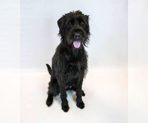 Jazzy - Female Poodle (Standard)-Unknown Mix Dog for Adoption - Photo #6
