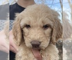 Small Photo #2 Goldendoodle Puppy For Sale in ELLISGROVE, IL, USA
