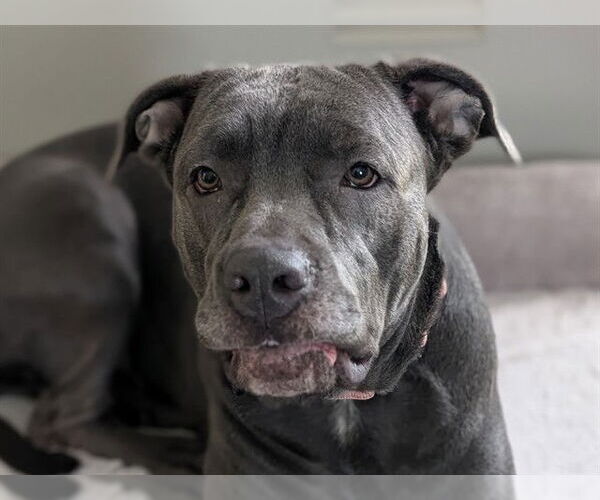 Medium Photo #2 American Pit Bull Terrier Puppy For Sale in Ocala, FL, USA