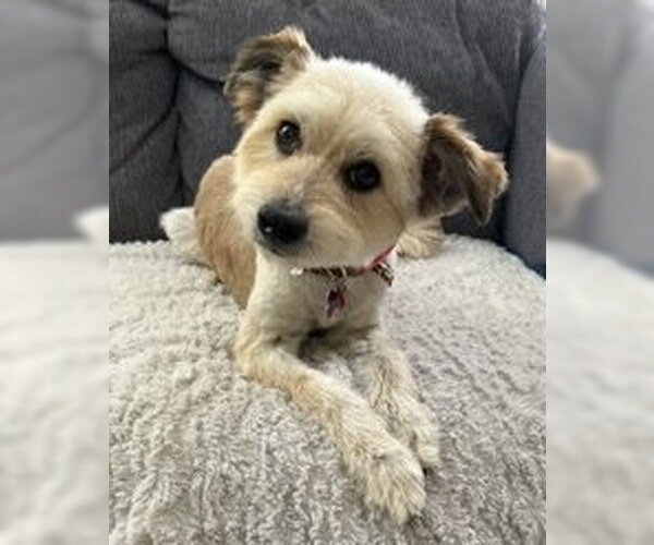 Medium Photo #7 Mutt Puppy For Sale in Corona, CA, USA