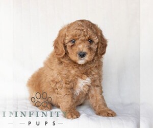 Poodle (Miniature) Puppy for sale in HONEY BROOK, PA, USA