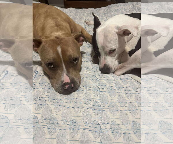 Medium Photo #41 American Pit Bull Terrier-Labrador Retriever Mix Puppy For Sale in Derwood, MD, USA