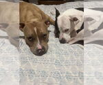 Small #40 American Pit Bull Terrier-Labrador Retriever Mix