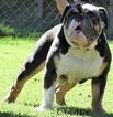 Small Photo #1 Bulldog Puppy For Sale in DAYTON, TX, USA