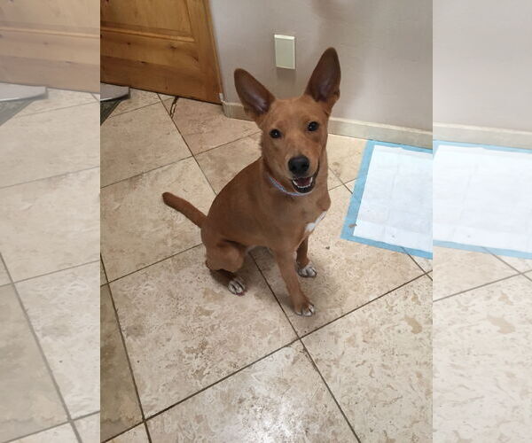Medium Photo #2 Carolina Dog Puppy For Sale in Oro Valley, AZ, USA