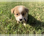 Puppy Purple collar Pembroke Welsh Corgi