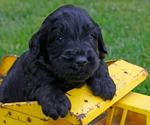 Small #1 English Cream Golden Retriever-Poodle (Standard) Mix