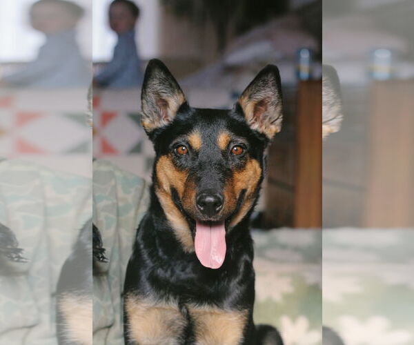 Medium Photo #3 Australian Kelpie-Unknown Mix Puppy For Sale in MIDWAY, UT, USA