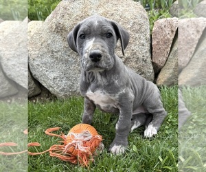 Great Dane Puppy for sale in MIDDLEBURY, IN, USA
