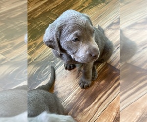 Labrador Retriever Puppy for sale in HADLOCK, WA, USA