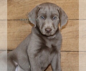 Labrador Retriever Puppy for sale in STEWARTSTOWN, PA, USA