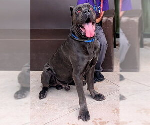 Mastiff Dogs for adoption in Fort Lauderdale, FL, USA