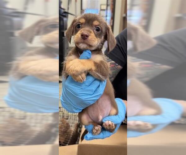 Medium Photo #1 Dachshund-Unknown Mix Puppy For Sale in San Antonio, TX, USA