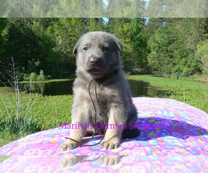 German Shepherd Dog Puppy for Sale in PIEDMONT, Missouri USA