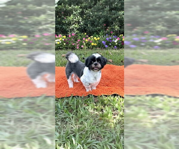 Medium Photo #1 Shih Tzu Puppy For Sale in Weston, FL, USA