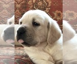 Puppy Crate trained Labrador Retriever