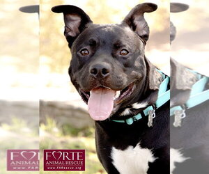 Milo - Male American Staffordshire Terrier-Unknown Mix Dog for Adoption - Photo #5