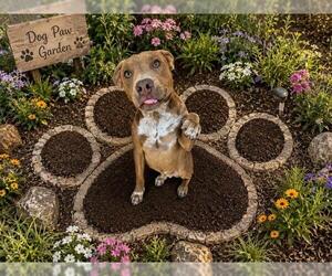 Mutt Dogs for adoption in Globe, AZ, USA