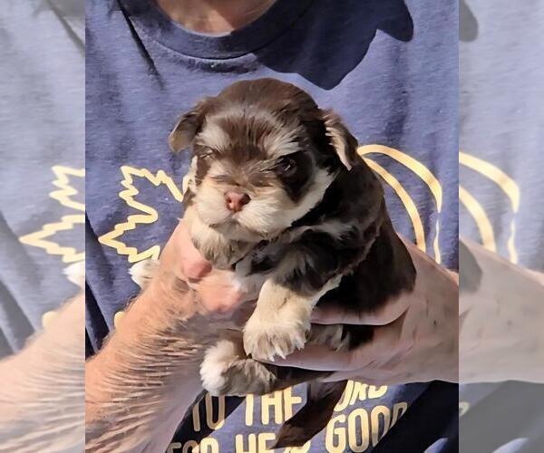 Medium Photo #1 Morkie Puppy For Sale in CORNERSVILLE, TN, USA